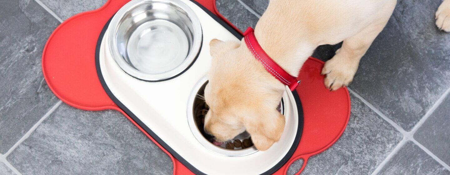 Optimum puppy feeding outlet guide